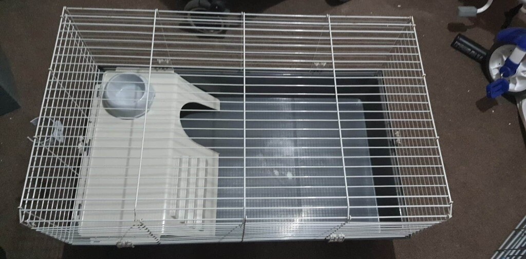 wolf puppies for sale gumtree